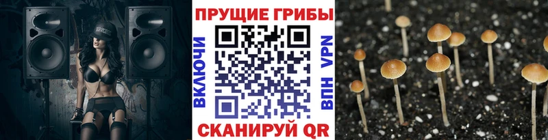 Псилоцибиновые грибы Psilocybine cubensis  Каменск-Шахтинский 